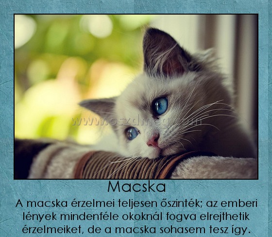 Macska
 
A macska érzelmei teljesen őszinték; az emberi lények mindenféle okoknál fogva elrejthetik érzelmeiket, de a macska sohasem tesz így.