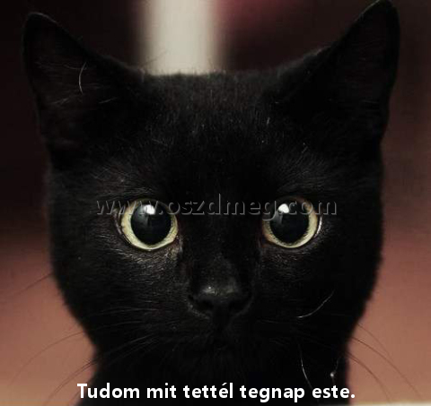 Tudom mit tettél tegnap
 
Tudom mit tettél tegnap este.