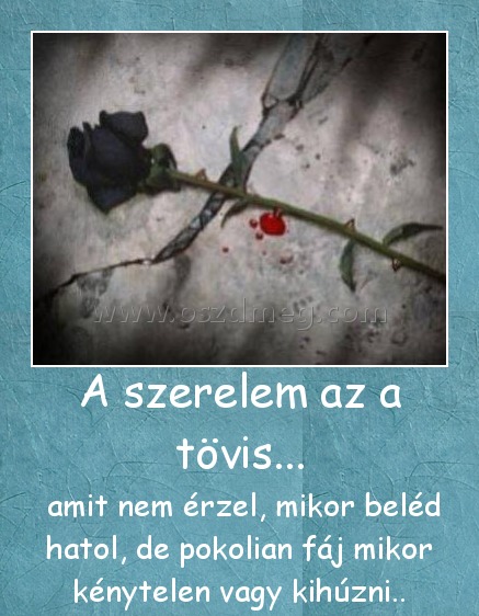 A szerelem az a tövis...
 
 amit nem érzel, mikor beléd hatol, de pokolian fáj mikor kénytelen vagy kihúzni..