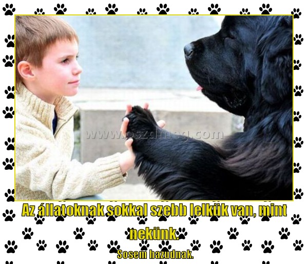 Az állatoknak sokkal szebb lelkük van Az állatoknak sokkal szebb lelkük van
Sosem hazudnak.