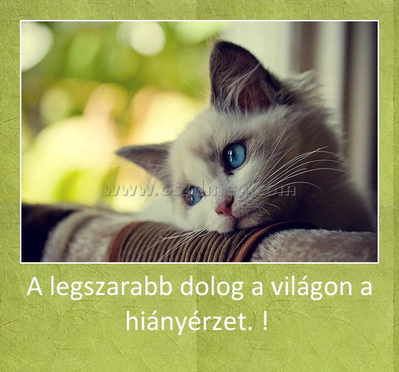 A legszarabb dolog a világon a hiányérzet. ! A legszarabb dolog a világon a hiányérzet. !