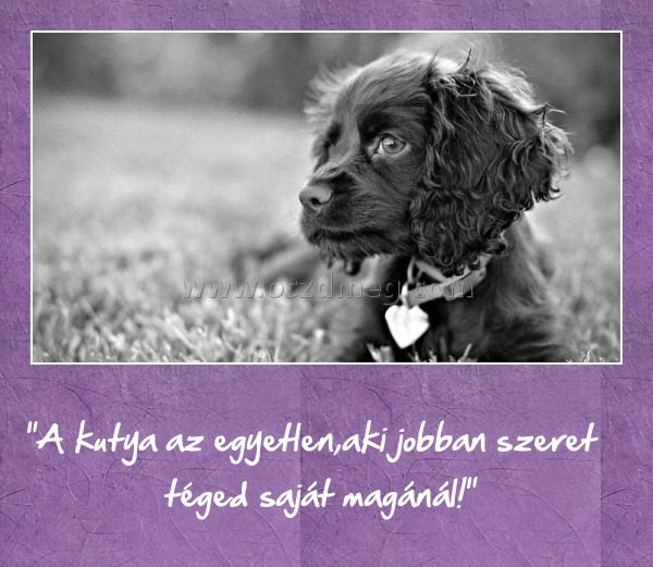 "A kutya az egyetlen "A kutya az egyetlen