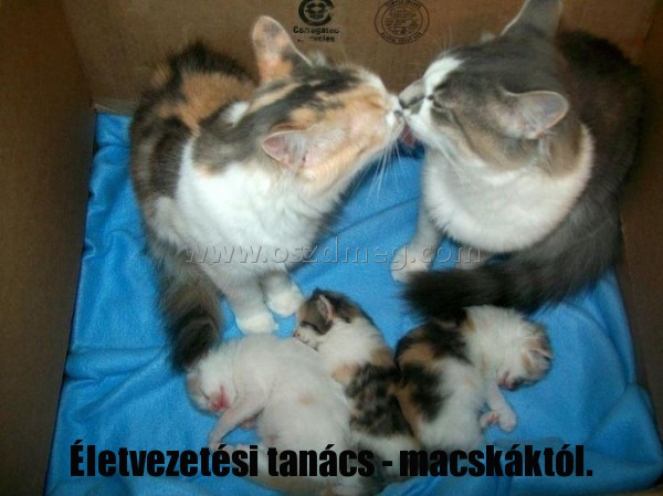 Életvezetési tanács - macskáktól.
 
Életvezetési tanács - macskáktól.