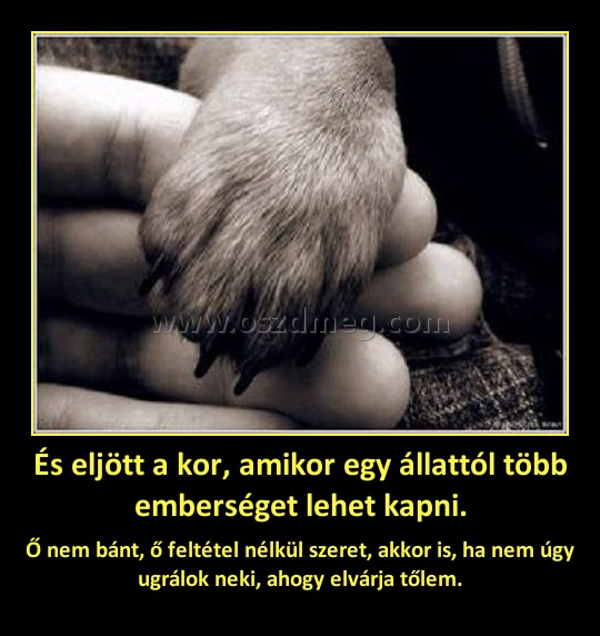 És eljött a kor, amikor egy állattól több emberséget lehet kapni.
 
Ő nem bánt, ő feltétel nélkül szeret, akkor is, ha nem úgy ugrálok neki, ahogy elvárja tőlem.
