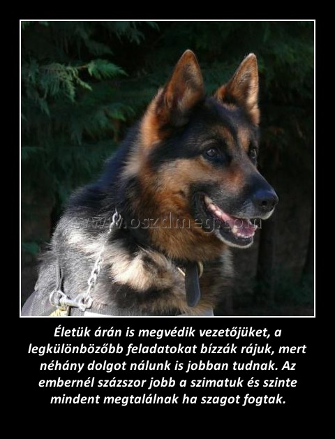 Életük árán is megvédik vezetőjüket, a legkülönbözőbb feladatokat bízzák rájuk, mert néhány dolgot nálunk is jobban tudnak. Az embernél százszor jobb a szimatuk és szinte mindent megtalálnak ha szagot fogtak.
 
