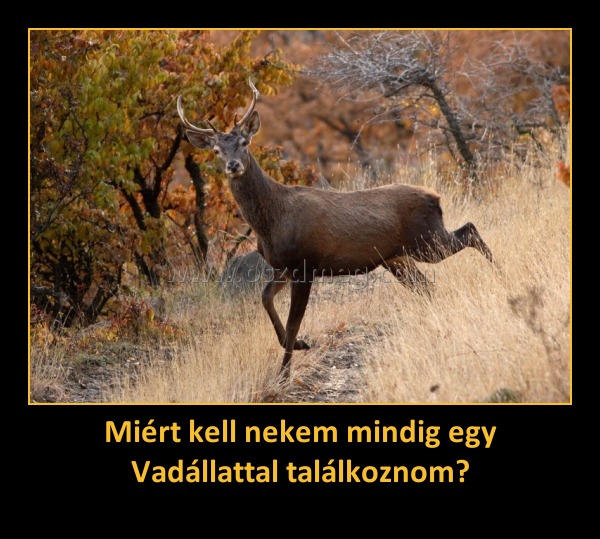 Miért kell nekem mindig egy Vadállattal találkoznom? Miért kell nekem mindig egy Vadállattal t
004a2d
alálkoznom?